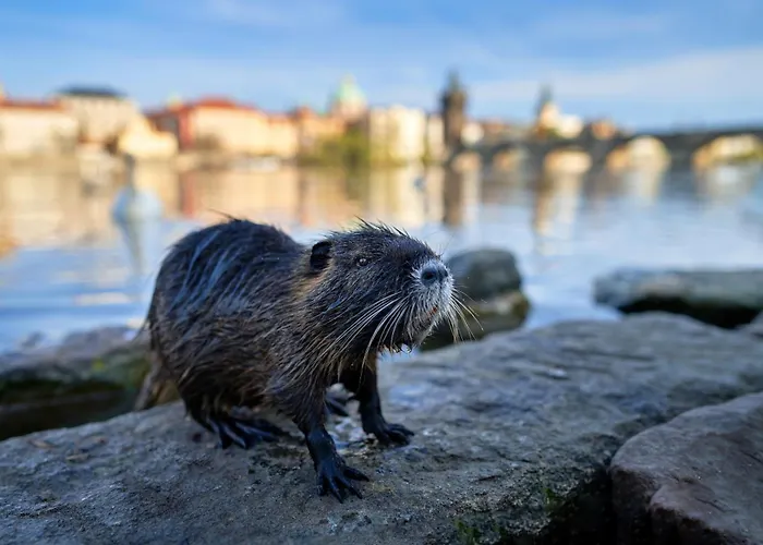 Spacious E1 In Centre Of 프라하